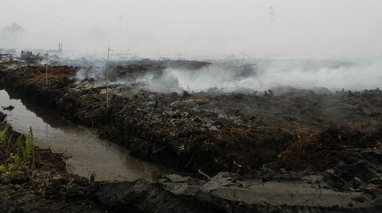 Fumaça e fogo no terreno turfoso drenado da plantação da Pt PEAK, Katingan, Kalimantan Central