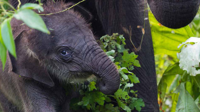 Um elefante bebê na floresta do ecossistema de Leuser na Indonésia