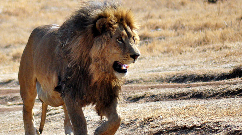 Um leão na savana africana