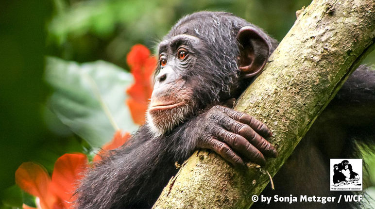 Um chimpanzé na Libéria
