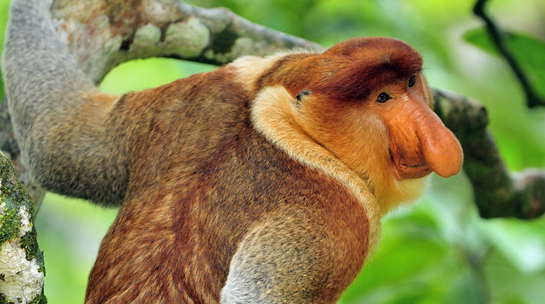Um macaco-narigudo na ilha de Bornéu