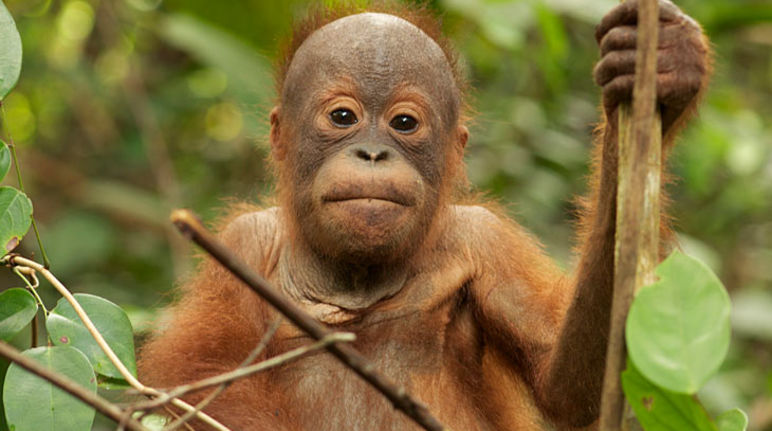 Orangotango novo na selva