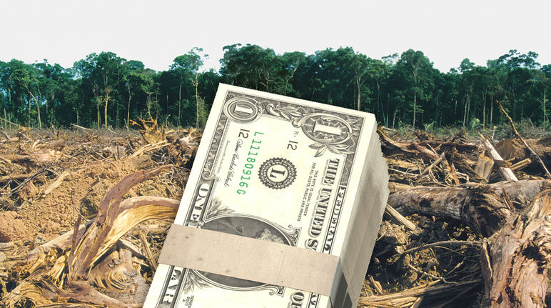 Uma nota de dólar americano à frente da floresta tropical