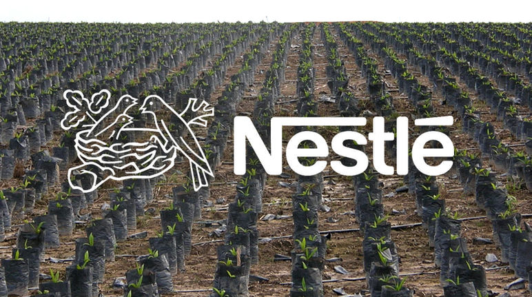 Plantação de dendezeiros com logotipo da Nestlé no primeiro plano
