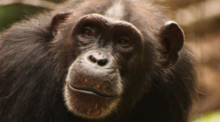 Chimpanzé na África Ocidental