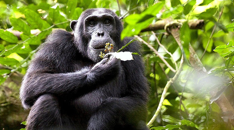 Um chimpanzé no Uganda