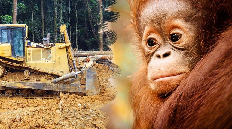 A floresta tropical e o espaço vital dos orangotangos são destruídos para a produção de óleo-de-palma