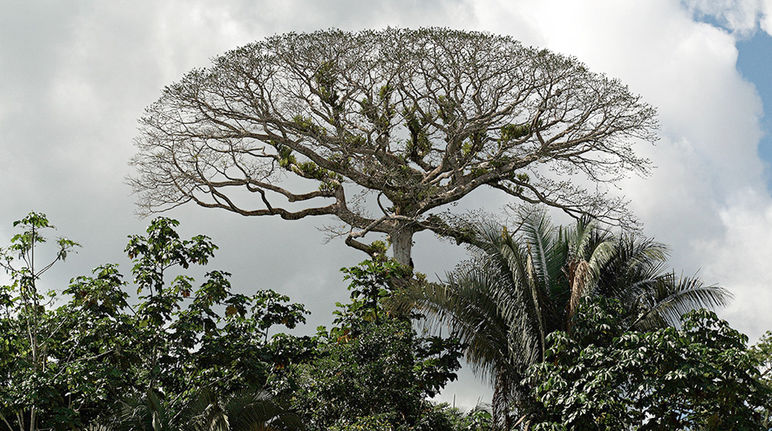 Copas de árvores no parque nacional Yasuní, Equador