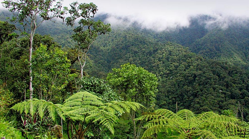 Floresta de altitude em Intag no Equador
