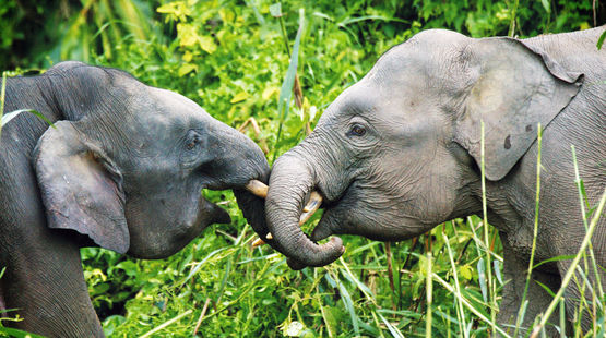 Dois elefantes-pigmeus em Bornéu